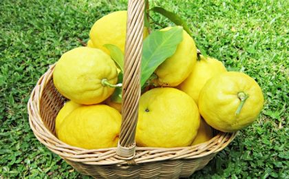 cesto_pieno_grandi_limoni_su_prato_verde