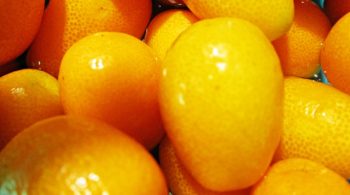 particolare_kumquat_piccoli_frutti_forma_ovale_colore_arancio